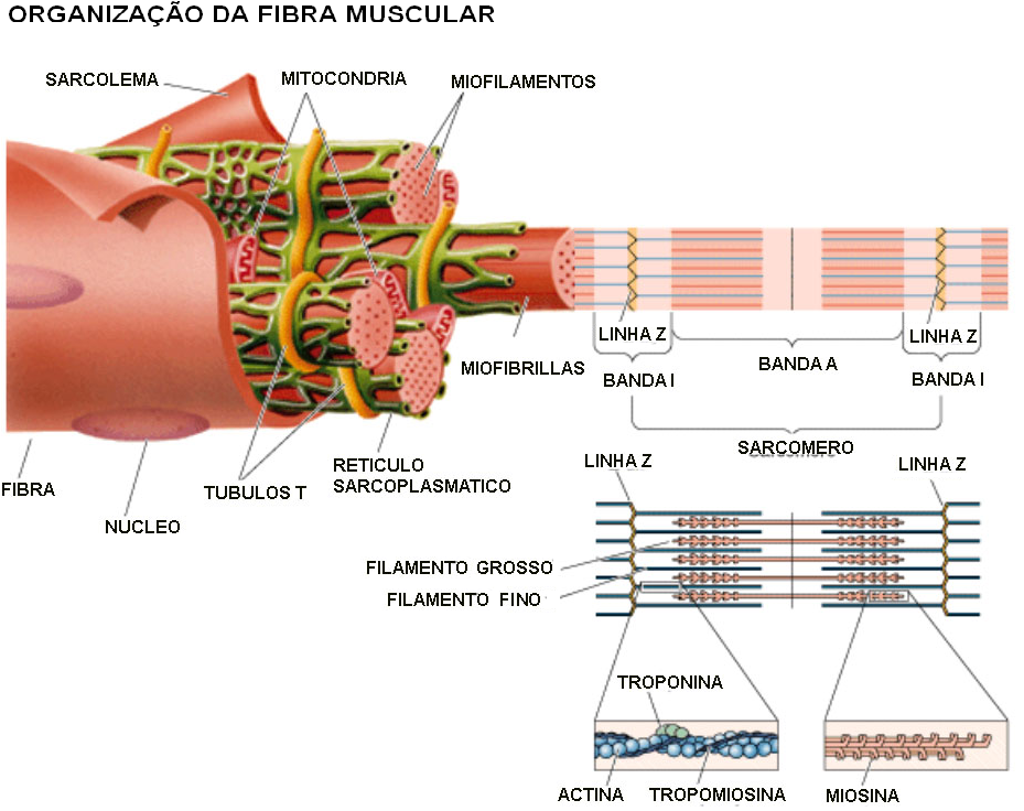 O músculo e suas estruturas o-musculo-e-suas-estruturas-parte-2 (1)